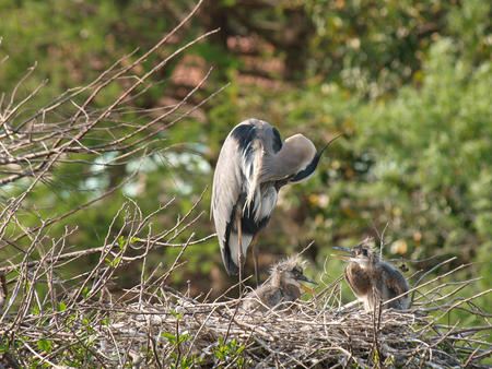 Heron with chicks #2