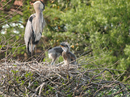 Heron with chicks #3