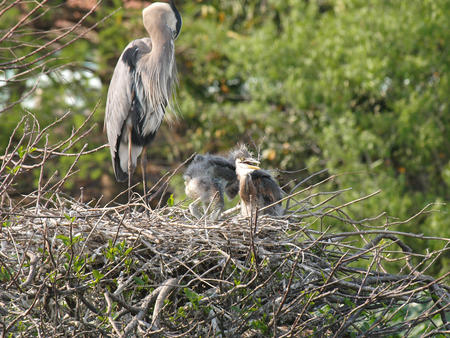 Heron with chicks #4
