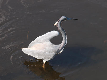 Heron #18