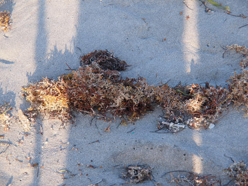 Seaweed