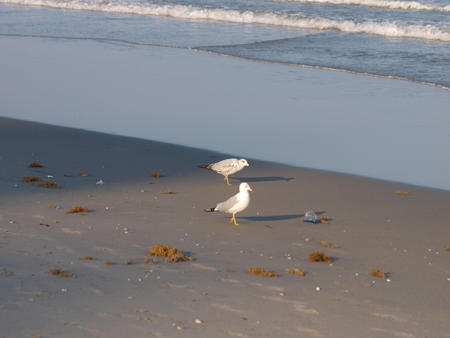 Seagull #5