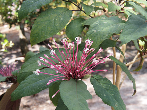 Purple and white flowers