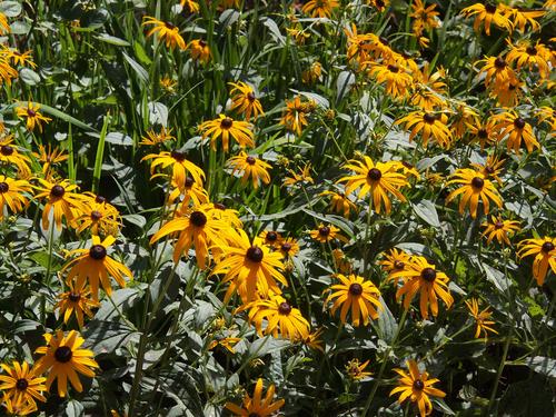 Black-eyed susans