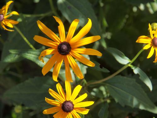 Black-eyed susans #3