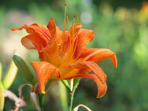 Tiger lily