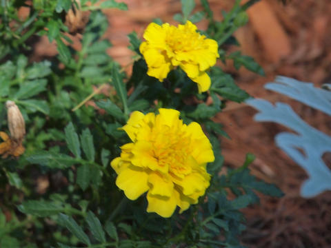 Marigolds