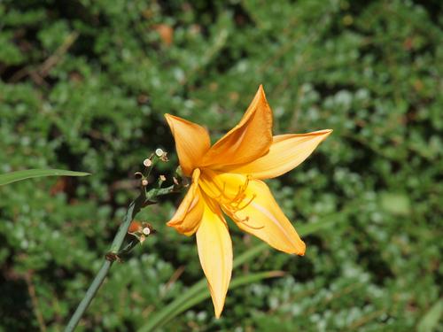 Orange lily #2