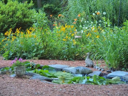 Black-eyed susans and frog pond