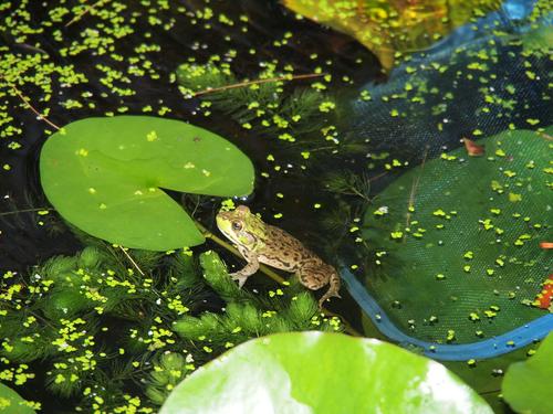 Frog about to be caught