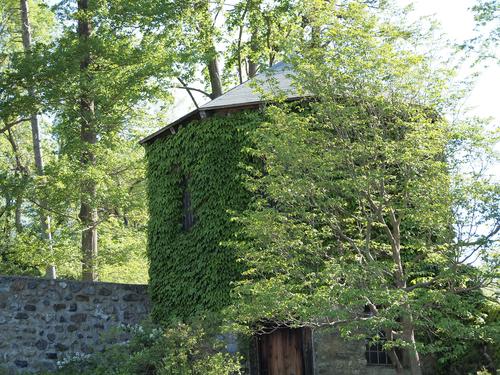 Ivy covered building