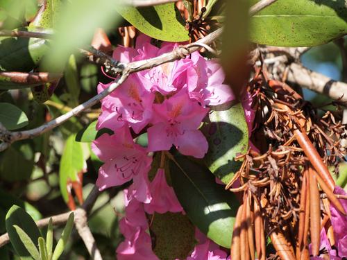 Rhododendron #2
