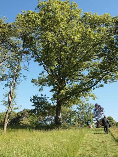 Tree and photographer