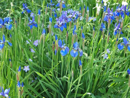 Blue iris