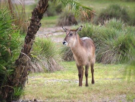 Antelope or gazelle #2