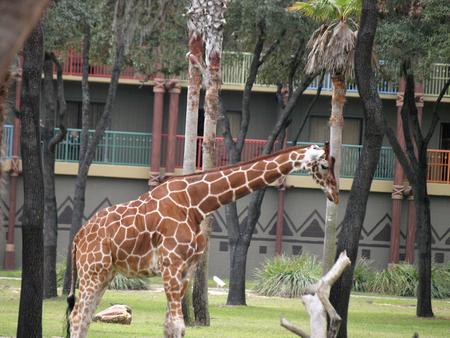 Giraffe