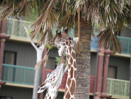 Giraffe #8