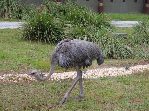 Ostrich