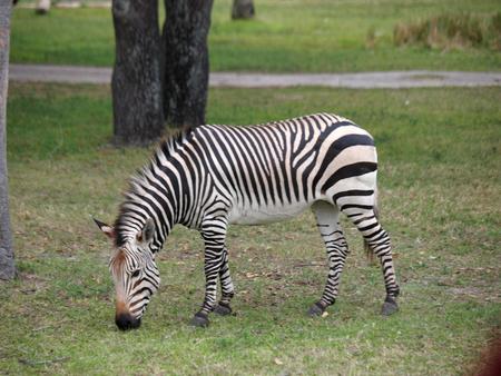 Grant's zebra