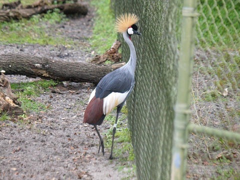 Things are greener on the other side of the fence
