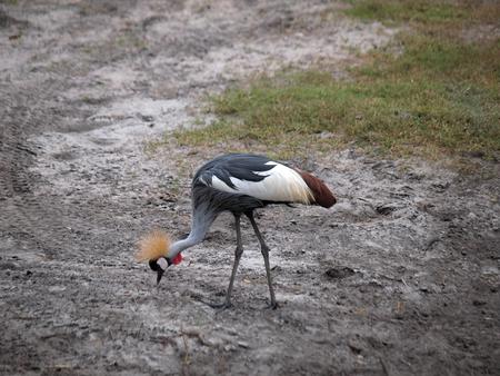 Crowned crane
