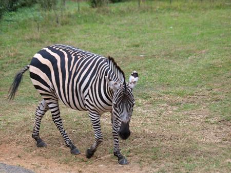 Zebra