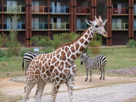 Giraffe and zebra