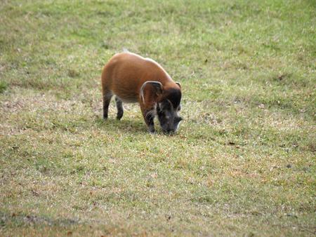 Red River Hog