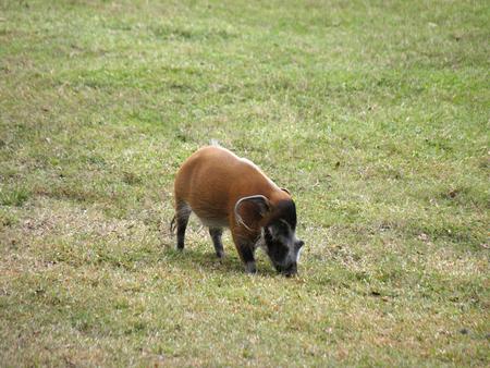 Red River Hog #2