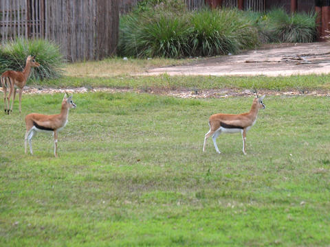 Thompsons Gazelles