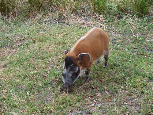 Red River Hog #3
