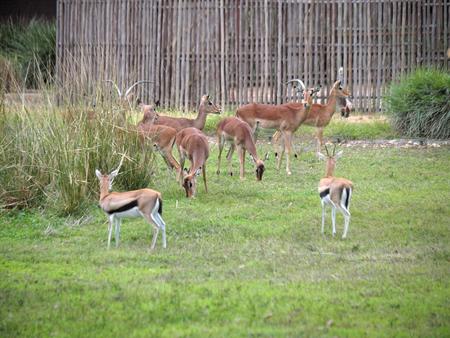 Thompsons Gazelles and Blesbok
