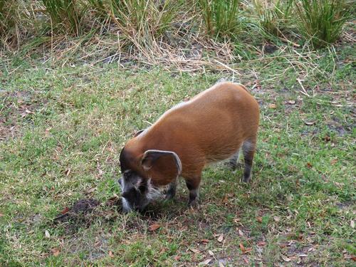 Red River Hog #4