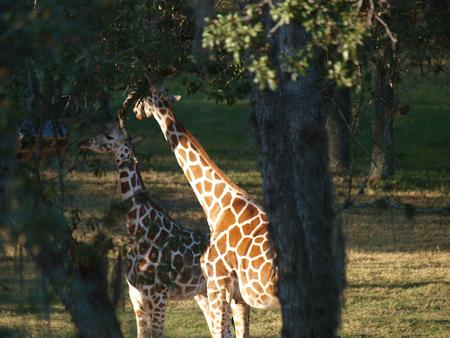Reticulated Giraffes
