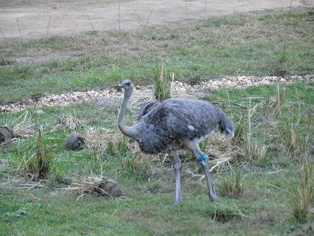 Ostrich