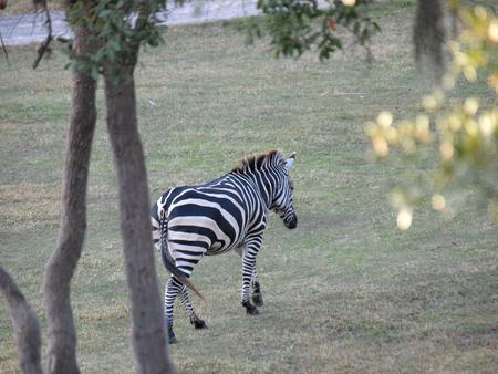 Grant's zebra #2