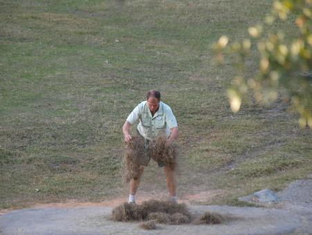 Putting out feed for the animals