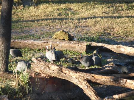 Guinea fowl #2