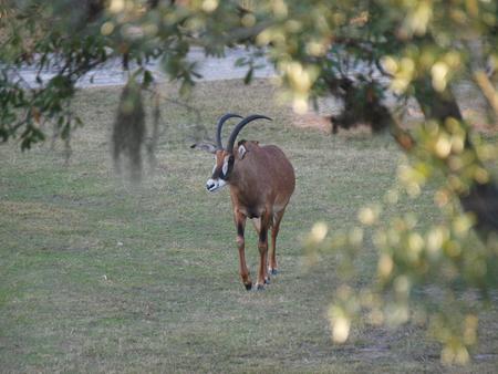 Blesbok