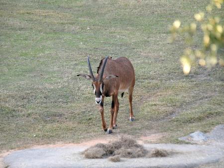 Blesbok #2