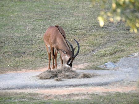 Blesbok #3