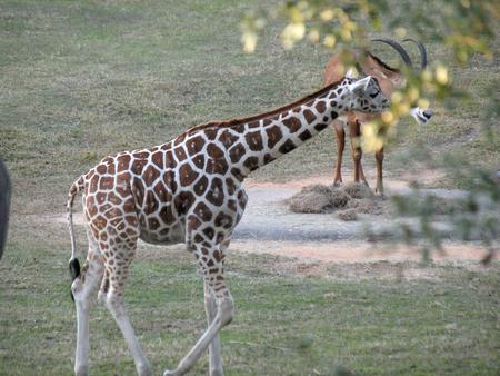 Reticulated Giraffe