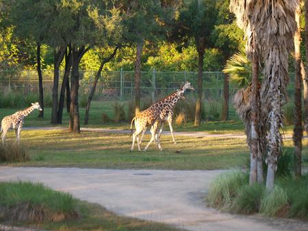 Reticulated Giraffes #4