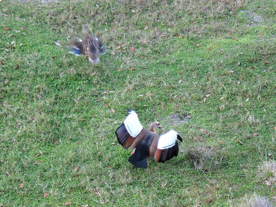 Ruppel's Griffon Vulture