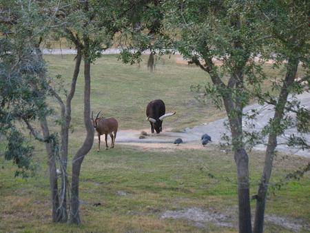 Blesbok and Anikole Cattle #2