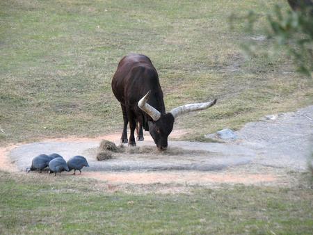 Guinea fowl and Anikole Cattle