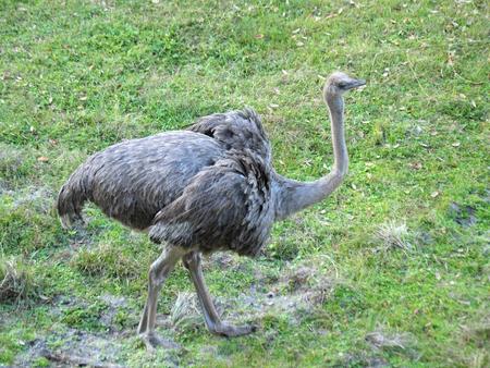 Ostrich #2