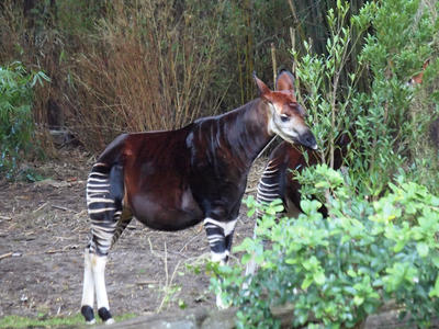 Okapi