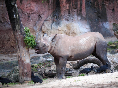 Black Rhinoceros