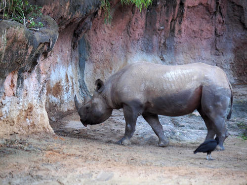 Black Rhinoceros #2